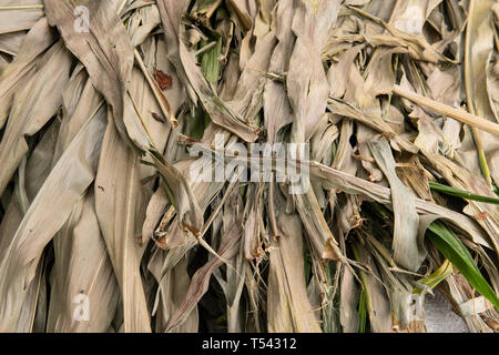 Dried corn plan leaves or foliage background or texture. Stock Photo