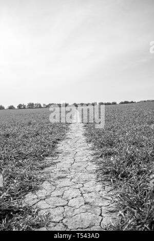 A dry cracked path leads through a crop field in Yorkshire, UK during spring. Stock Photo