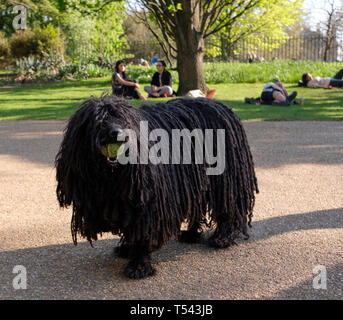 London, UK. 20th April, 2019. Ziggy ,  at the  420 event,   Hyde Park, as people gather to  celebrate their appreciation of cannabis and to campaign f Stock Photo