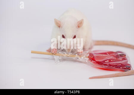 mouse decorative. rat home. symbol. bear-shaped Lollipop Stock Photo