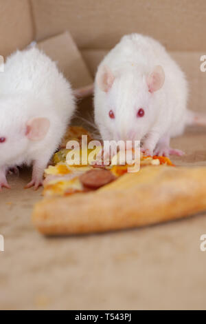 pizza mouse in a decorative box of pizza eating . rat Stock Photo