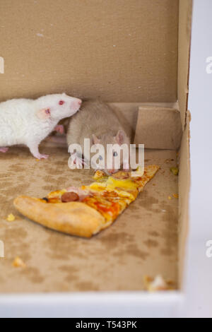 pizza mouse decorative in a pizza box eating a piece. rat Stock Photo