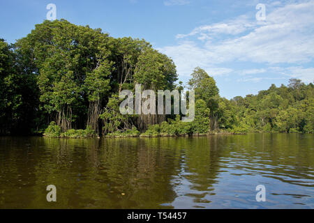 Vegetation in Pulau Ranggu area along Brunei River near Bandar Seri Begawan, Sultanate of Brunei Stock Photo