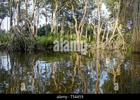 Vegetation in Pulau Ranggu area along Brunei River near Bandar Seri Begawan, Sultanate of Brunei Stock Photo