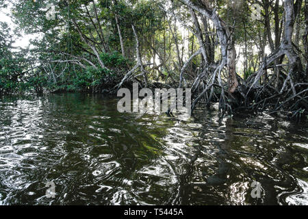 Vegetation in Pulau Ranggu area along Brunei River near Bandar Seri Begawan, Sultanate of Brunei Stock Photo