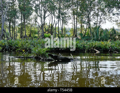 Vegetation in Pulau Ranggu area along Brunei River near Bandar Seri Begawan, Sultanate of Brunei Stock Photo