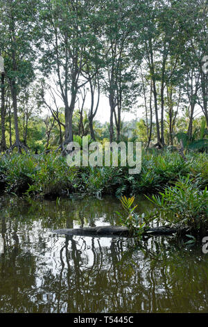 Vegetation in Pulau Ranggu area along Brunei River near Bandar Seri Begawan, Sultanate of Brunei Stock Photo