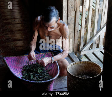 Elderly Iban man with tribal tattoos cleaning black pepper corns, Mengkak Longhouse, Batang Ai, Sarawak (Borneo), Malaysia Stock Photo