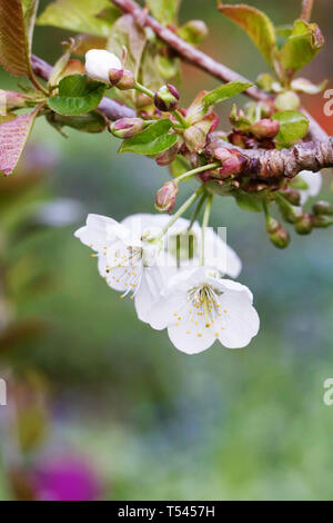 Prunus avium 'Stella' blossom. Stock Photo