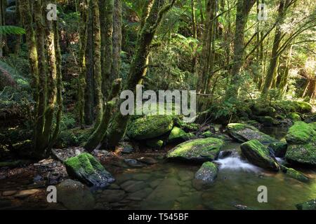 On the floor of the rainforest a shallow stream flows past moss-covered rocks and huge towering trees. Stock Photo