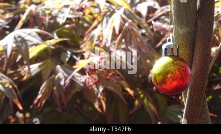 Christmas bauble hanging in tree.  Taken in Devon UK Stock Photo