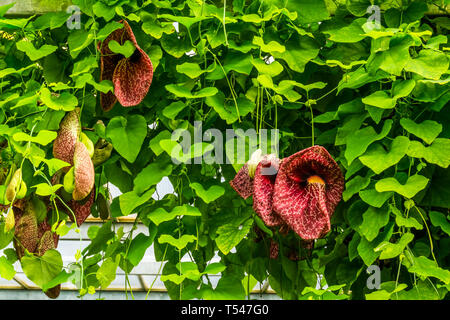 Dutchman's vine, beautiful decorative garden and home plant, popular tropical plant from America Stock Photo
