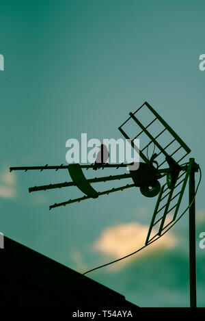 a bird perched on a television antenna Stock Photo