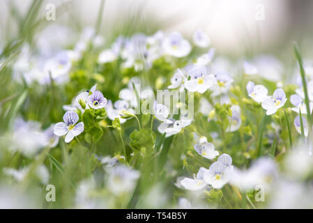 Veronica chamaedrys in nature, close -up. This is flowering plant, species herbaceous perennial. Stock Photo