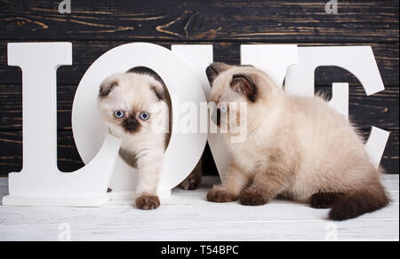 Scottish straight and scottish fold kittens. Background with kittens ready for your design. Kitty goes through the letter. Valentine's Day greeting ca Stock Photo