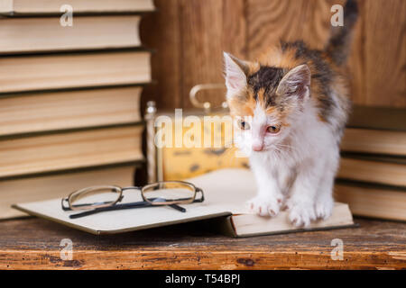 White kitten with black and orange spots on an open book. Little playful kitten on a wooden background Stock Photo