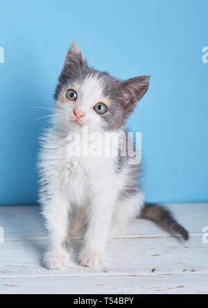 Little fluffy kitten at the studio. A cute kitten walking around the table on a light blue background Stock Photo