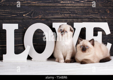 Scottish straight and scottish fold kittens. As an element of the design of the showcase. Scottish purebred kittens during a professional shooting. Tw Stock Photo