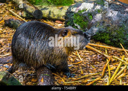closeup portrait of a coypu, tropical water rodent from America Stock Photo