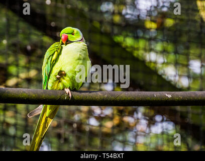 green ring necked parakeet in closeup, colorful parrot sitting on a tree branch, tropical bird from Africa Stock Photo