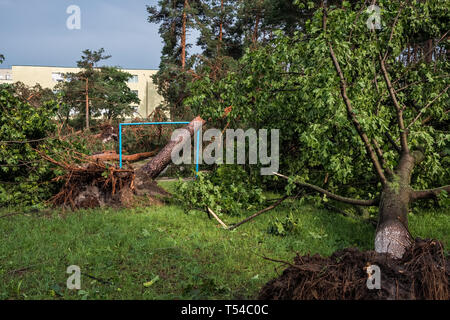 The aftermath of a hurricane. Broken trees in the park after the storm. Extreme weather concept Stock Photo