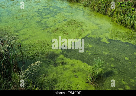 Water with green algae in the polluted river Stock Photo