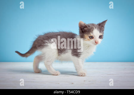 A cute kitten walking around the table on a light blue background Stock Photo