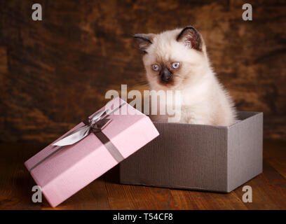 Scottish straight cat cream color. Background with kitten ready for your design. The kitten sits in a gift box Stock Photo