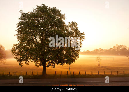 Northampton, UK. 21st April 2019, Weather. Early morning mist over Abington Park, a Horse Chestnut. Aesculus hippocastanum (Hippocastanaceae), stands in silhouette, with the sun rising behind, forecast for another hot bright day. Credit: Keith J Smith./Alamy Live News Stock Photo