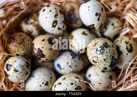 Easter holiday natural composition with first spring flowers like tricolor violas and primerose , colored eggs Stock Photo