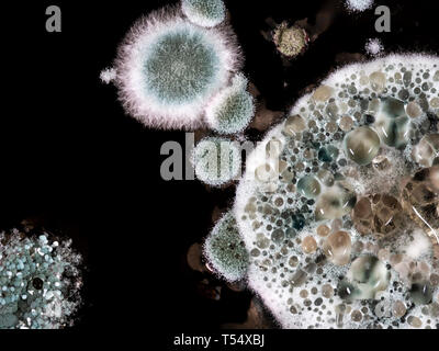 Mould aka mold on a glass of red wine left open to the air - macro. Stock Photo