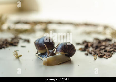 Two Achatina snails on the light background. Extreme close-up macro photography of mollusks. Anti-aging slime. Selective fokus Stock Photo