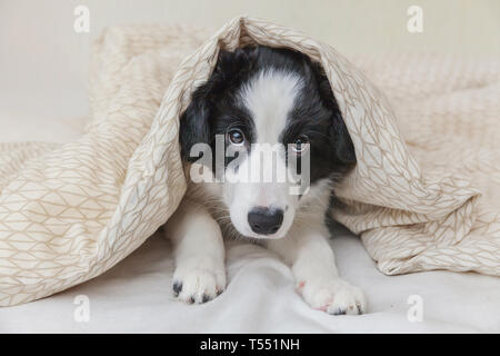 Funny portrait of cute smilling puppy dog border collie lay on pillow blanket in bed. New lovely member of family little dog at home lying and sleepin Stock Photo