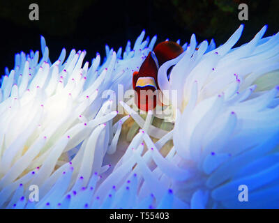 Red Goldenflake maroon Clownfish in relationship with white Sabae Anemone Stock Photo