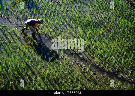 Paddy farmer planting on the rice field Stock Photo