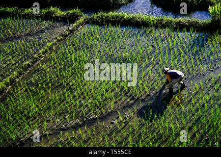 Paddy farmer planting on the rice field Stock Photo