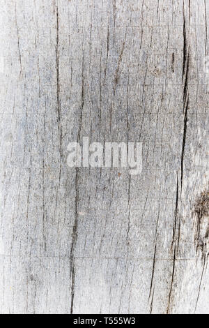 White natural tree texture from ageing in the sun. Stock Photo