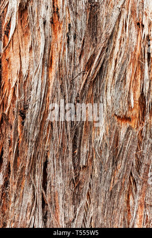 Orange & brown stringy bark tree shedding it's outer layers. Stock Photo