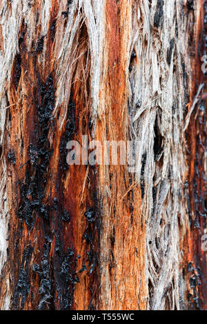 Stringy Bark tree with red sap oozing from inside out. Stock Photo