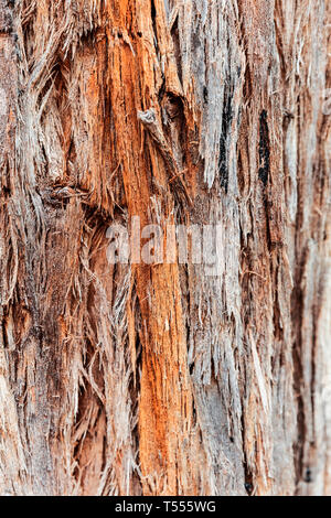 Stringy Bark tree rough surface. Stock Photo