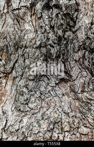 Grey tree trunk surface with rough edge protruding. Stock Photo