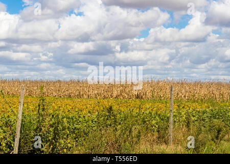 field plated with soybeans and corn ready to harvest Stock Photo