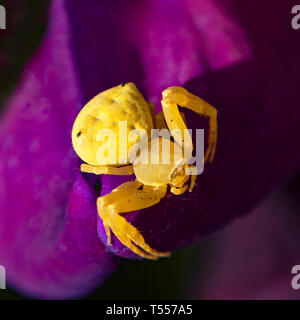 macro of a tiny yellow flower crab spider patiently waiting for an insect to come to the sweet pea flower in a garden setting Stock Photo