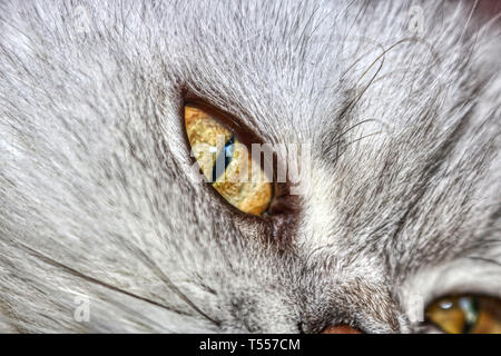 This unique picture shows a Chinchilla Persian cat named Lucy. you can clearly see their beautiful eyes Stock Photo