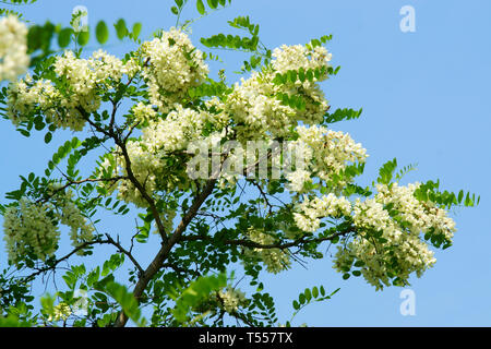 Sophora japonica blossoms，Chinese scholar tree Stock Photo