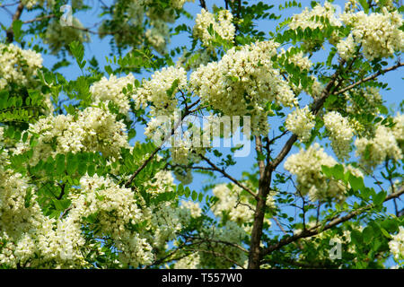 Sophora japonica blossoms，Chinese scholar tree Stock Photo