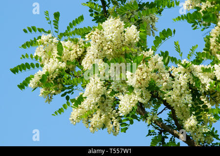 Sophora japonica blossoms，Chinese scholar tree Stock Photo