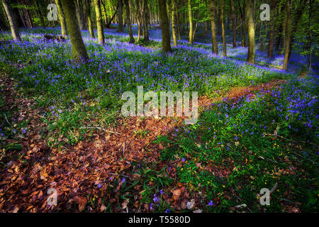 Bluebell Wood in Margam Stock Photo