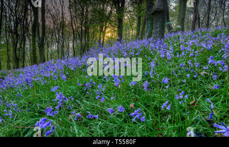 Sunset at Bluebell Wood in Margam Stock Photo