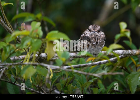 Ladder-Tailed Nightjar, Hydropsalis climacocerca Stock Photo